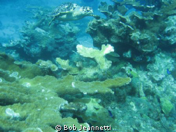 Taken at Chankanab Reef, over 3 feet long by Bob Jeannetti 